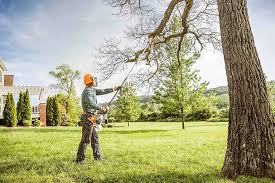 How Our Tree Care Process Works  in Cedar Grove, FL