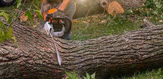 Best Tree Mulching  in Cedar Grove, FL